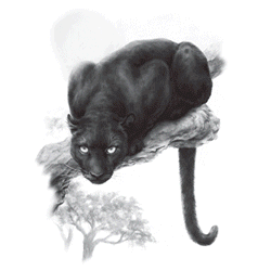 BLACK PANTHER 10629SA2.gif